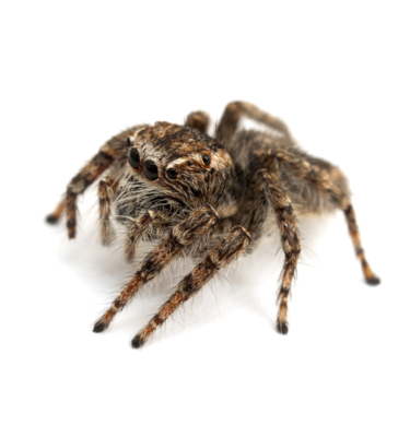 Jumping spider in Lubbock TX - D's Pest Control