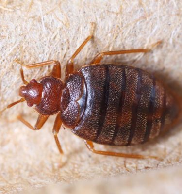 What bed bugs look like in Lubbock TX - D's Pest Control