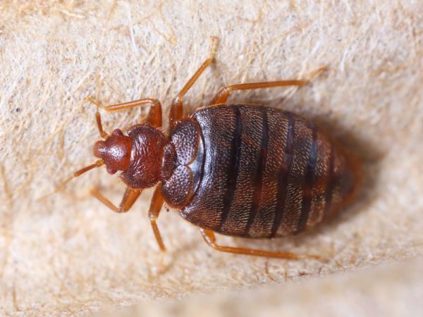 What bed bugs look like in Lubbock TX - D's Pest Control