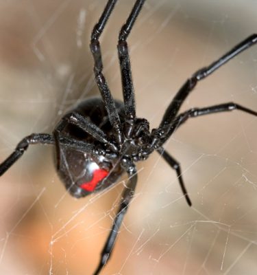 Black widow identification in Lubbock TX - D's Pest Control