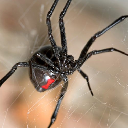 Black Widow Spiders | Black Widow Identification & Dangers | Lubbock TX