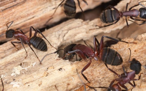 Carpenter ant identification in Lubbock TX - D's Pest Control