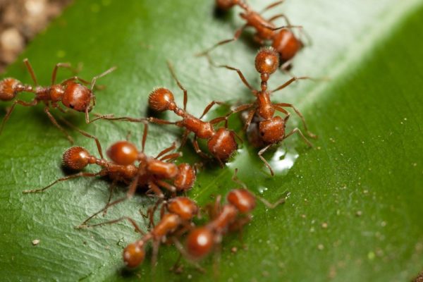 Fire ants in Lubbock Texas - D's Pest Control