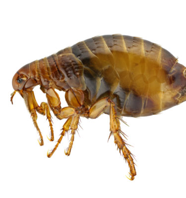 What fleas look like in Lubbock TX - D's Pest Control