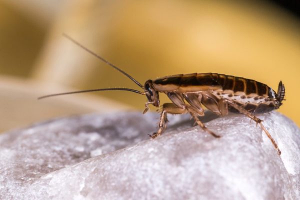 German cockroach in Lubbock TX - D's Pest Control