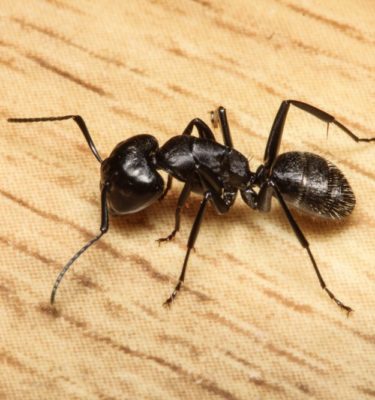 Ants