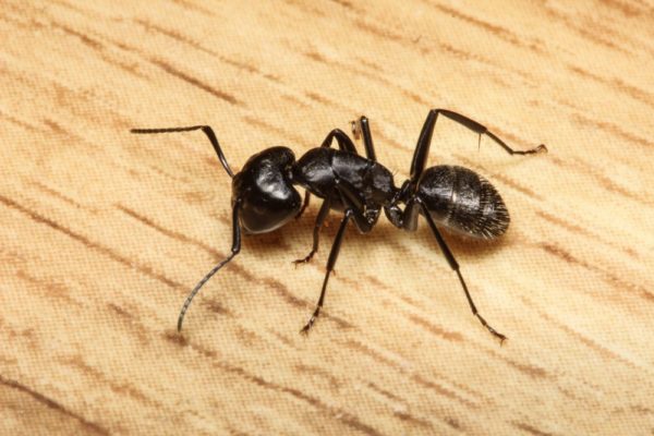 Odorous house ant in Lubbock Texas - D's Pest Control