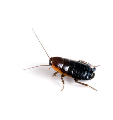 Oriental cockroach in Lubbock TX - D's Pest Control