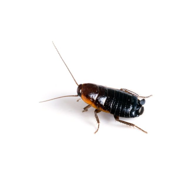 Oriental cockroach in Lubbock TX - D's Pest Control