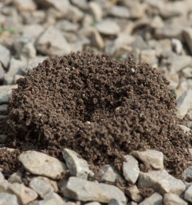 Pavement ant mound in Lubbock Texas - D's Pest Control