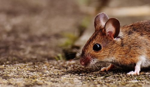 Rodent problems should always be handled by a professional in Lubbock Texas - D's Pest Control