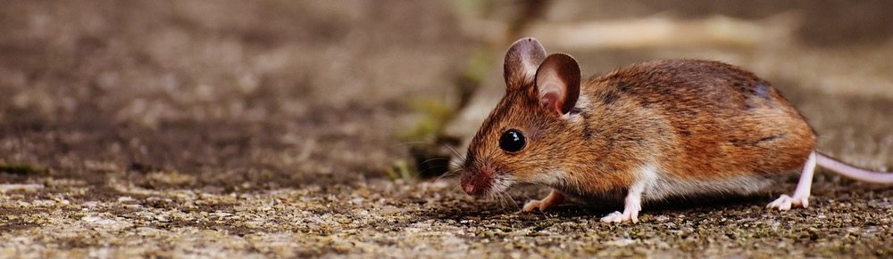 Why You Should Avoid Handling Rodent Problems Yourself