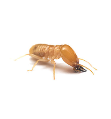Subterranean termite in Lubbock TX - D's Pest Control
