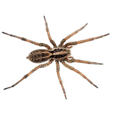 Wolf spider in Lubbock Texas - D's Pest Control