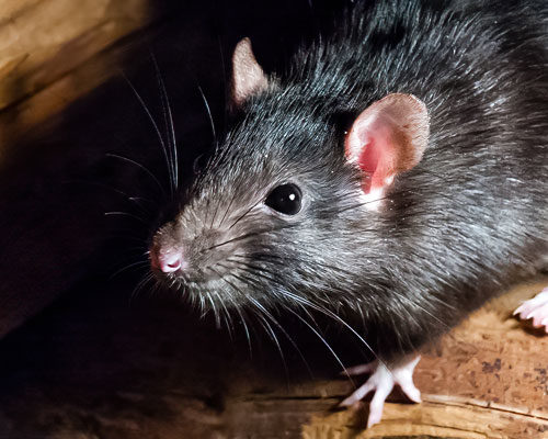 Mice or rats in Lubbock Texas - D's Pest Control