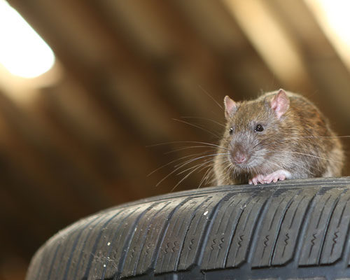 Prevent pests in your garage in Lubbock Texas with D's Pest Control
