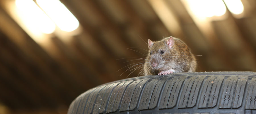 How to Keep Pests Out of Your Garage