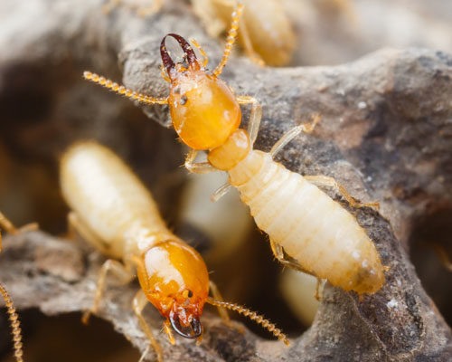 What puts a home at more risk for termites in Lubbock Texas? - D's Pest Control