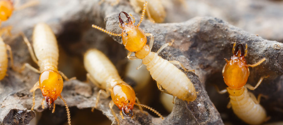 What Puts a Home More At Risk For Termites?