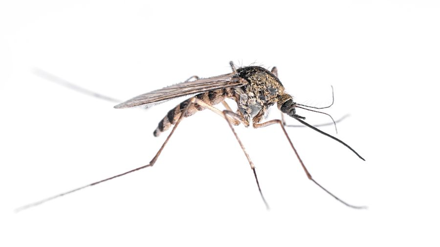 What Do Mosquitoes Look Like in Lubbock Texas; D's Pest Control