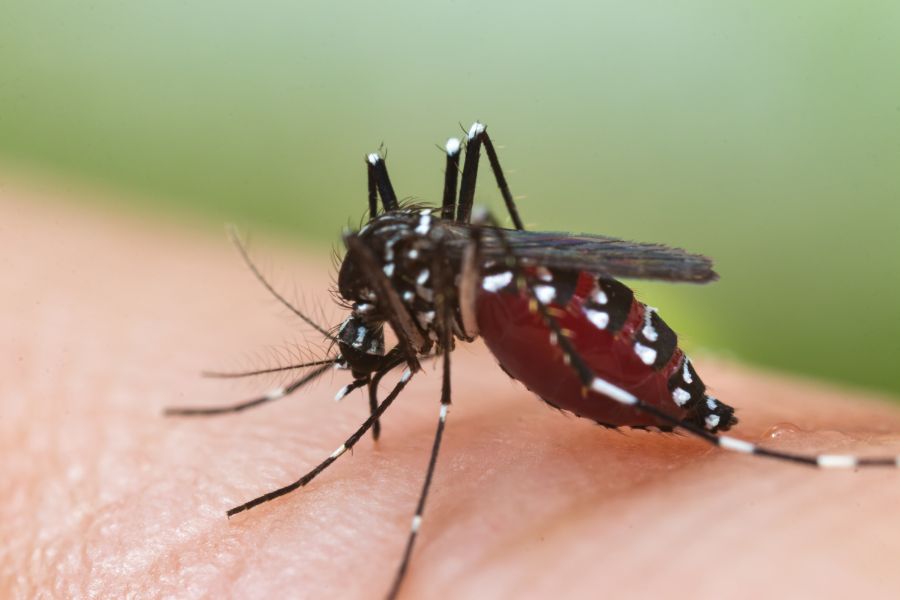 Can Mosquitoes Transmit HIV Or AIDS in Lubbock Texas; D's Pest Control