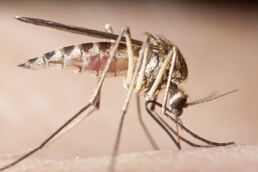 What Diseases Do Mosquitoes Spread in Lubbock Texas; D's Pest Control