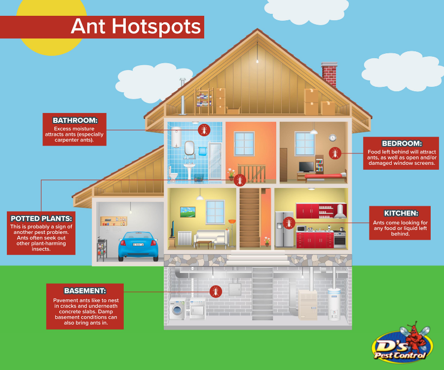 Ant Hotspots in Lubbock TX homes - D's Pest Control