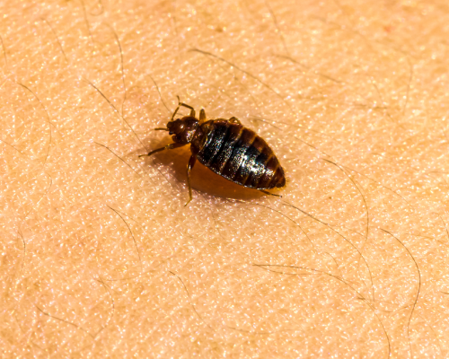 Bed bugs spread easily in Lubbock Texas - D's Pest Control