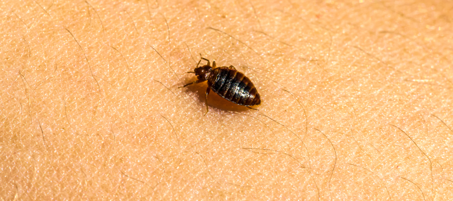 How to Prevent Bed Bugs From Spreading