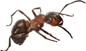 Ant in Lubbock Texas - D's Pest Control