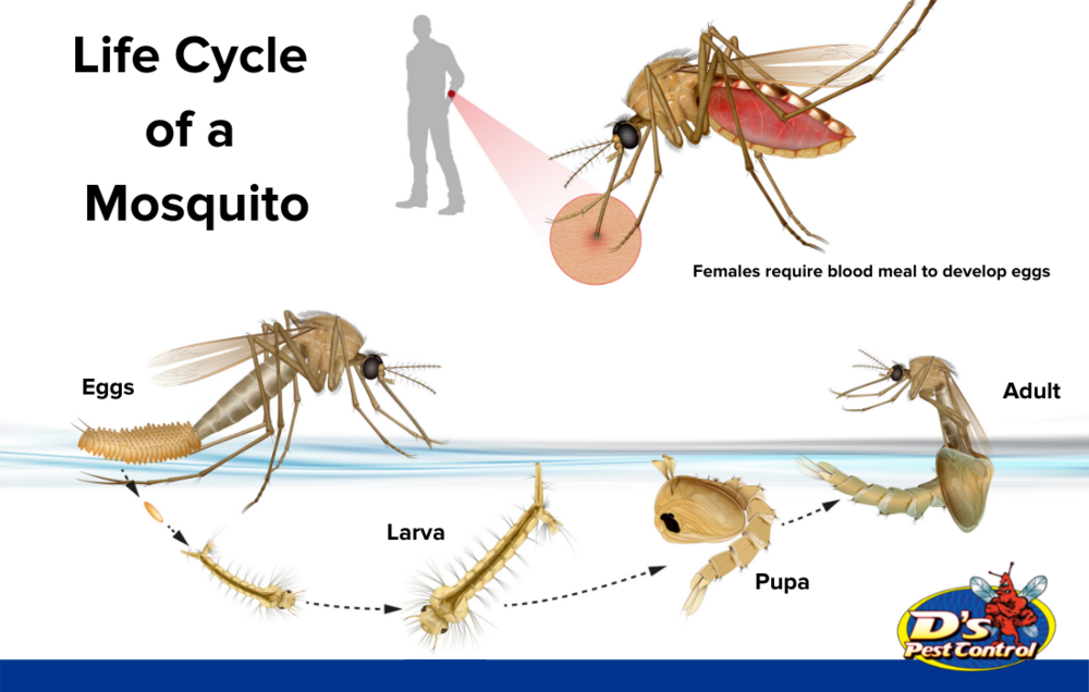 Mosquito life cycle in Lubbock TX - D's Pest Control 