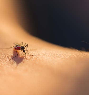 Mosquito bite in Lubbock Texas - D's Pest Control