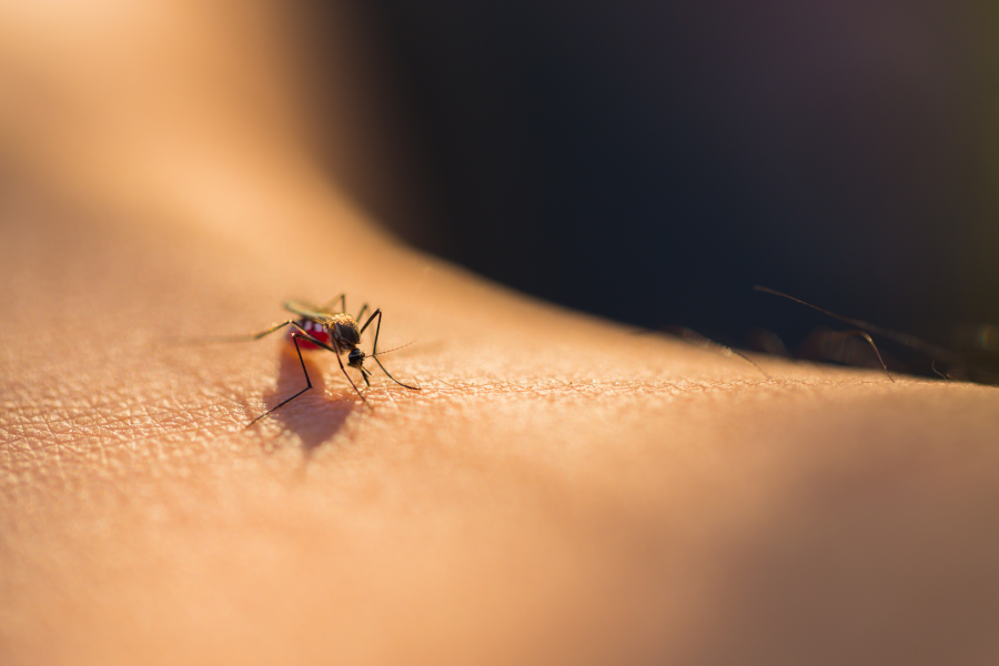 Mosquito bite in Lubbock Texas - D's Pest Control