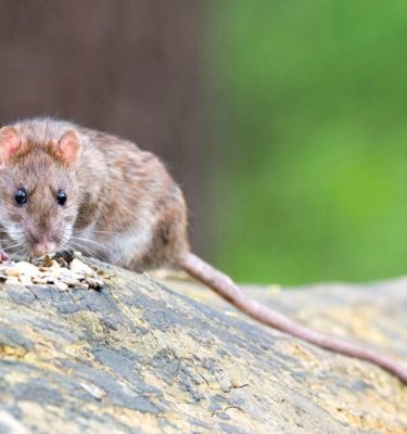 Norway rat in Lubbock TX - D's Pest Control
