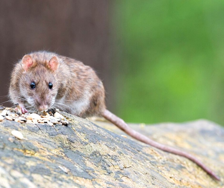Norway rat in Lubbock TX - D's Pest Control