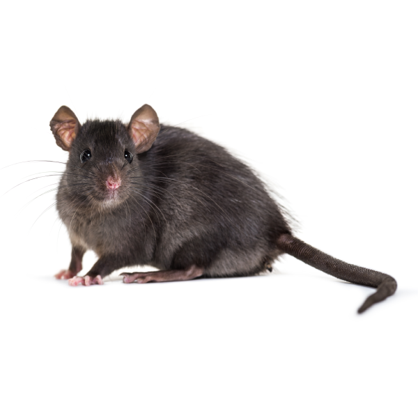 Roof rat in Lubbock TX - D's Pest Control