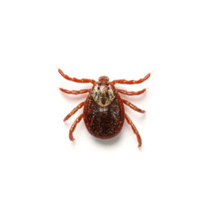 American dog tick in Lubbock TX - D's Pest Control