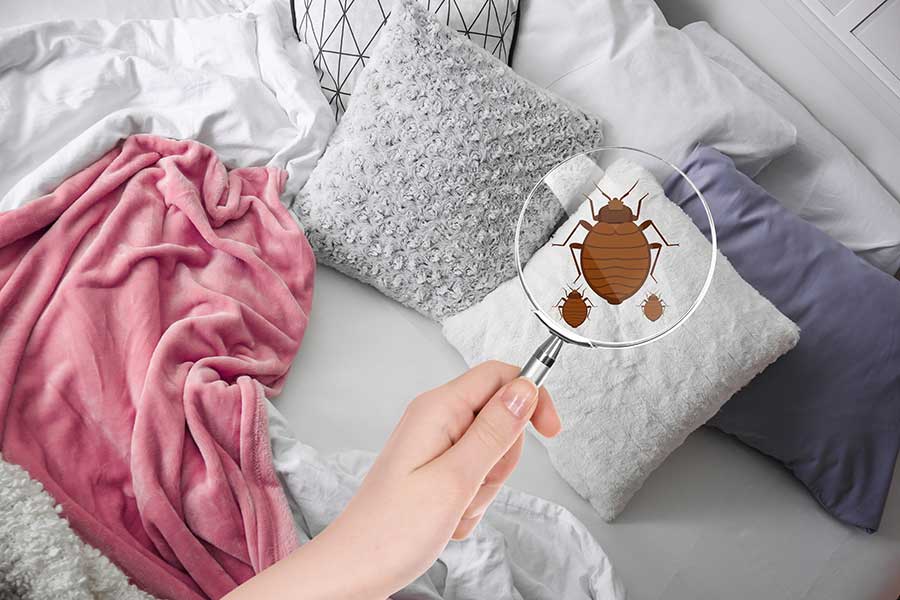 bed-bug-identificatino.jpg