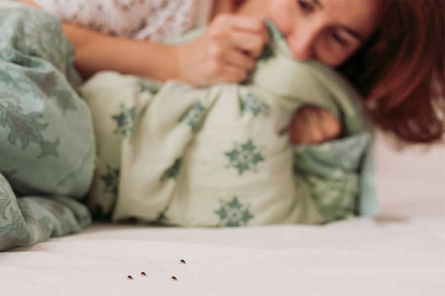 Do Bed Bugs Bite in Lubbock TX; D's Pest Control -Bed Bug Exterminators
