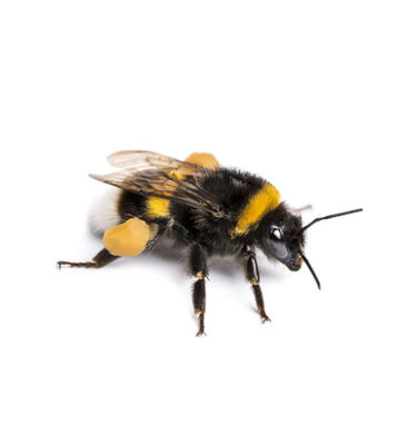 Bumblebee identification in Lubbock TX - D's Pest Control