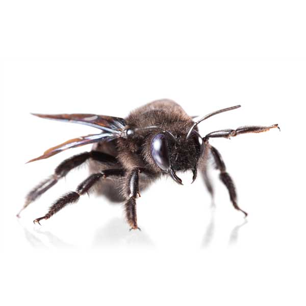 Carpenter bee in Lubbock TX - D's Pest Control