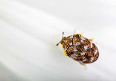 How to Tell if You Have Bed Bugs or Carpet Beetles in Lubbock TX; D's Pest Control -Bed Bug Exterminators