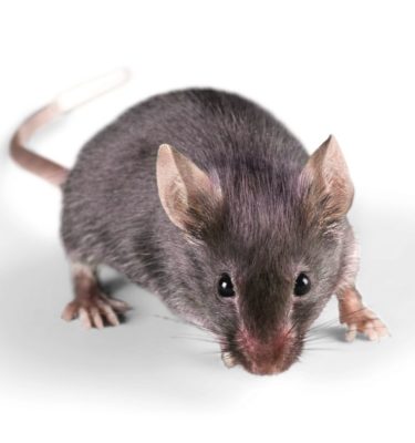 House mouse in Lubbock TX - D's Pest Control