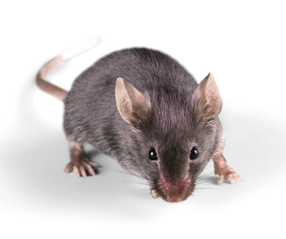 House Mouse | House Mice Identification & Dangers | Lubbock TX