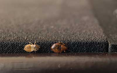 How do bed bugs spread in Lubbock TX; D's Pest Control -Bed Bug Exterminators