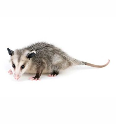 What opossums look like in Lubbock TX - D's Pest Control