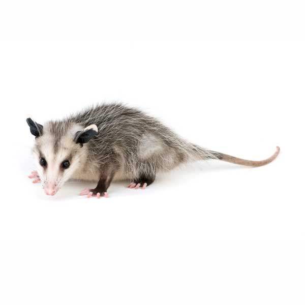 What opossums look like in Lubbock TX - D's Pest Control