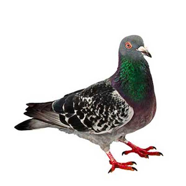 What pigeons look like in Lubbock TX - D's Pest Control