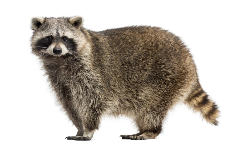 What raccoons look like in Lubbock TX - D's Pest Control
