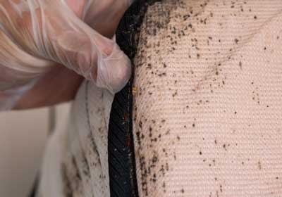 How to spot bed bugs in Lubbock TX; D's Pest Control -Bed Bug Exterminators